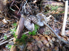 Mycena plumipes