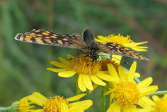 Melitaea athalia