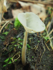 Helvella macropus