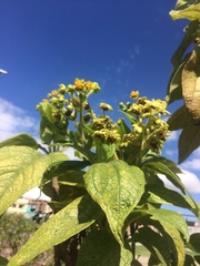 Smallanthus pyramidalis