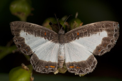 Nymphidium lisimon attenuatum