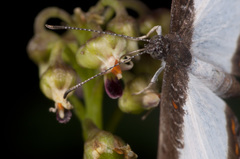 Nymphidium lisimon attenuatum