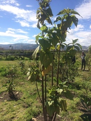 Smallanthus pyramidalis