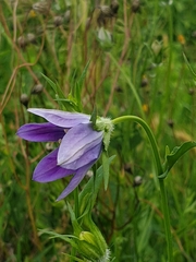 Campanula ramosissima