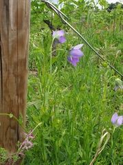 Campanula ramosissima