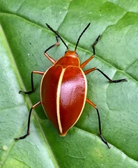 Ellipticus dorbignyi