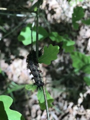 Hemileuca maia