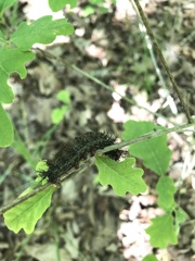 Hemileuca maia