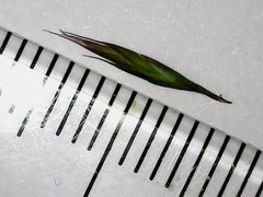 Festuca trachyphylla