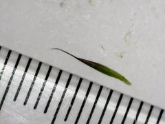 Festuca trachyphylla