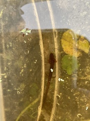 Eurycea quadridigitata