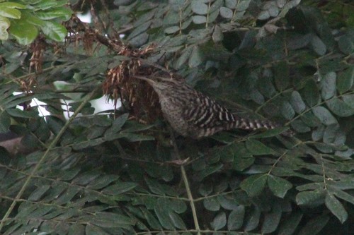 Fasciated Wren (Campylorhynchus fasciatus), photo 5