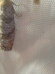 Pseudococcyx posticana