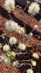 Angiospermae