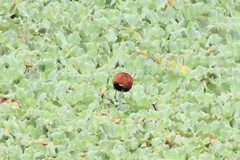 Jacana jacana