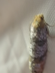 Pseudococcyx posticana