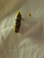 Pseudococcyx posticana