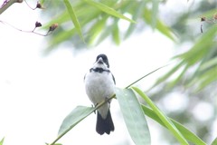 Sporophila corvina