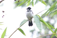 Sporophila corvina