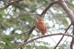 Furnarius leucopus cinnamomeus