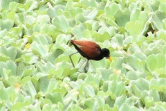 Jacana jacana