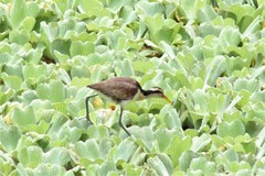 Jacana jacana