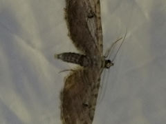 Eupithecia innotata