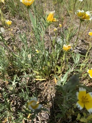 Layia chrysanthemoides