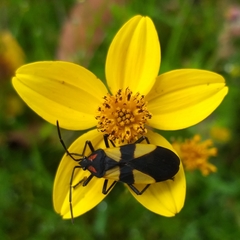 Oncopeltus orourkeae