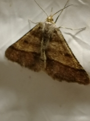 Isturgia murinaria
