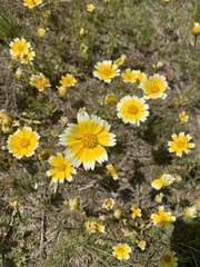 Layia chrysanthemoides