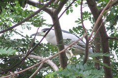 Nycticorax nycticorax