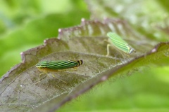 Sibovia