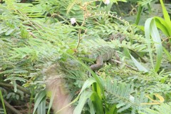 Iguana iguana
