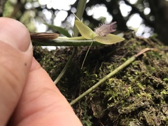 Pleurothallis talpinaria