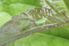 Sibovia