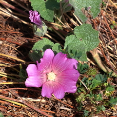 Alcea acaulis