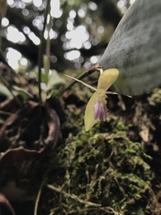 Pleurothallis talpinaria