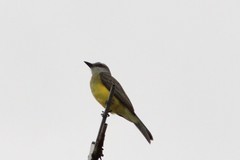 Tyrannus melancholicus
