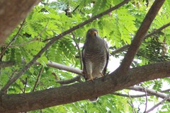 Rupornis magnirostris