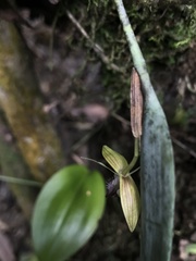 Pleurothallis talpinaria