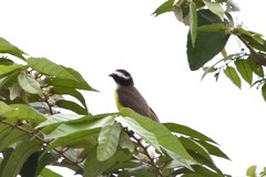 Myiozetetes cayanensis