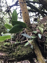 Pleurothallis talpinaria
