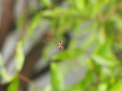 Araneus angulatus