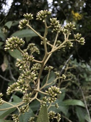 Critoniopsis