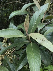 Critoniopsis