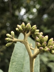 Critoniopsis