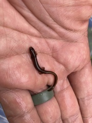 Eurycea quadridigitata