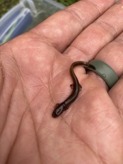 Eurycea quadridigitata