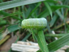 Orthosia hibisci
